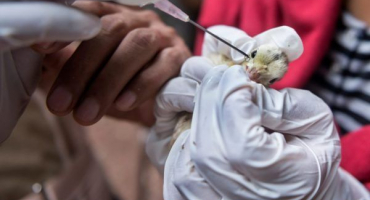 Aplikace borglukonátu vápenatého pro brojlery